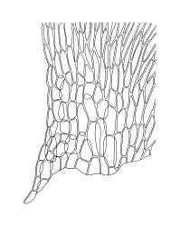 Brachythecium rutabulum, alar cells of stem leaf. Drawn from B.H. Macmillan 87/58, CHR 413402.
 Image: R.C. Wagstaff © Landcare Research 2019 CC BY 3.0 NZ